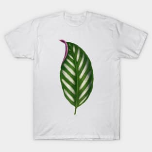 Maranta Porteana Leaf Illustration Isolated T-Shirt